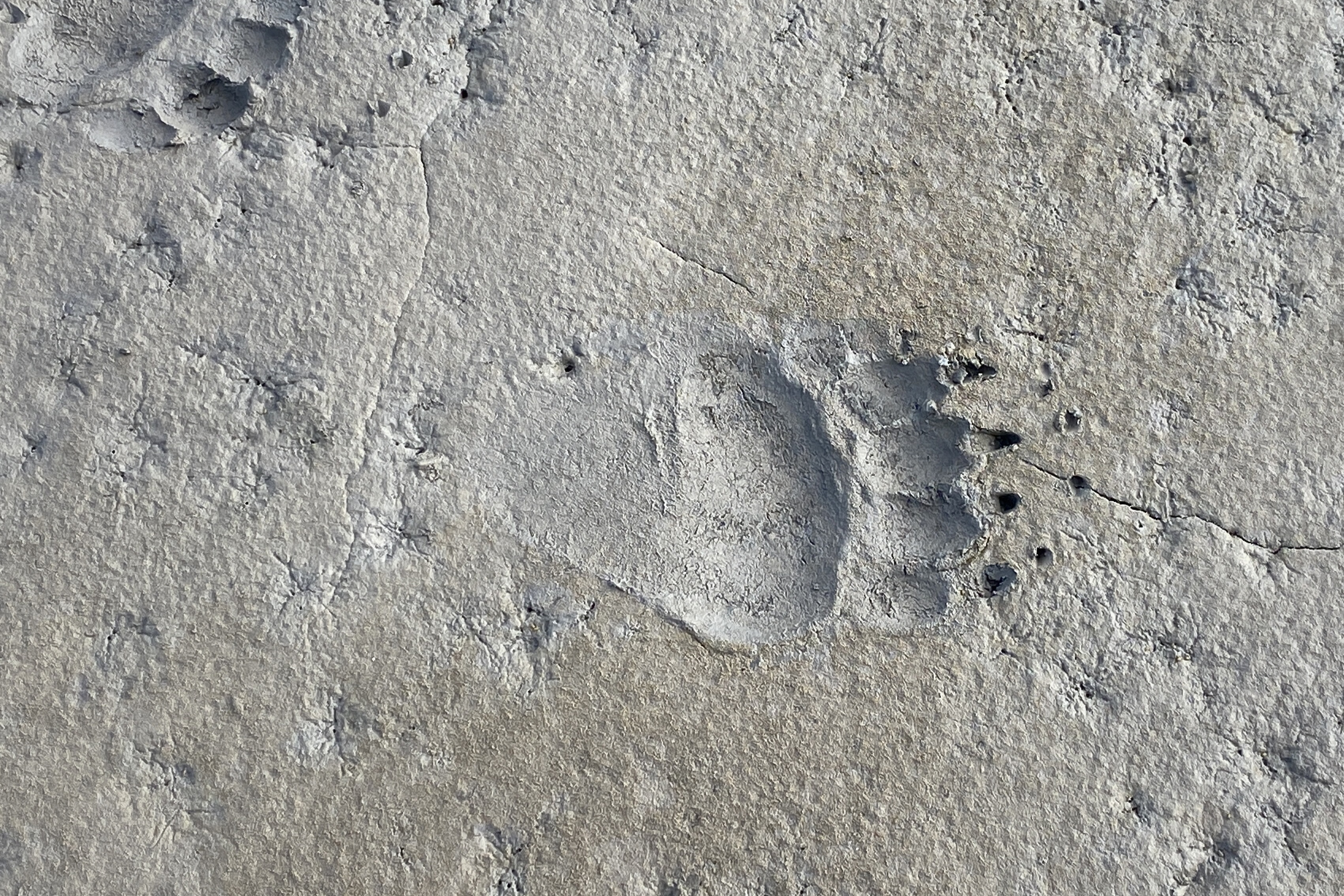 Empreinte d'ours dans le sable